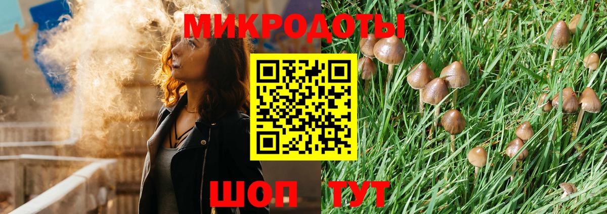 Галлюциногенные грибы Psilocybe Кузнецк